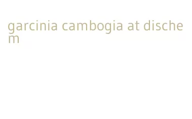 garcinia cambogia at dischem